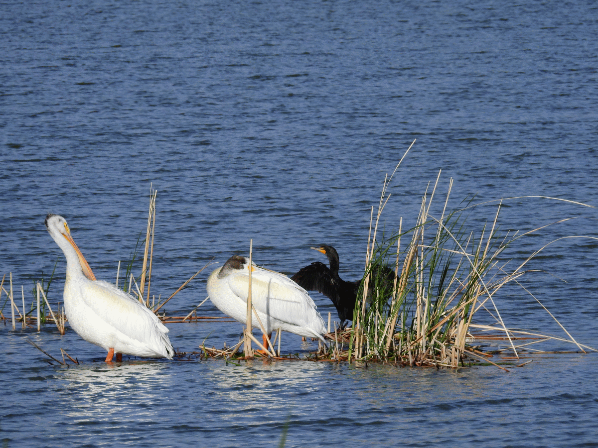 pelicanscormorant1 05282017.gif