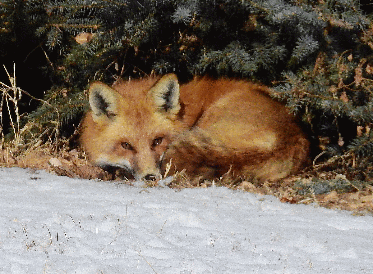 fox1 2112018.gif