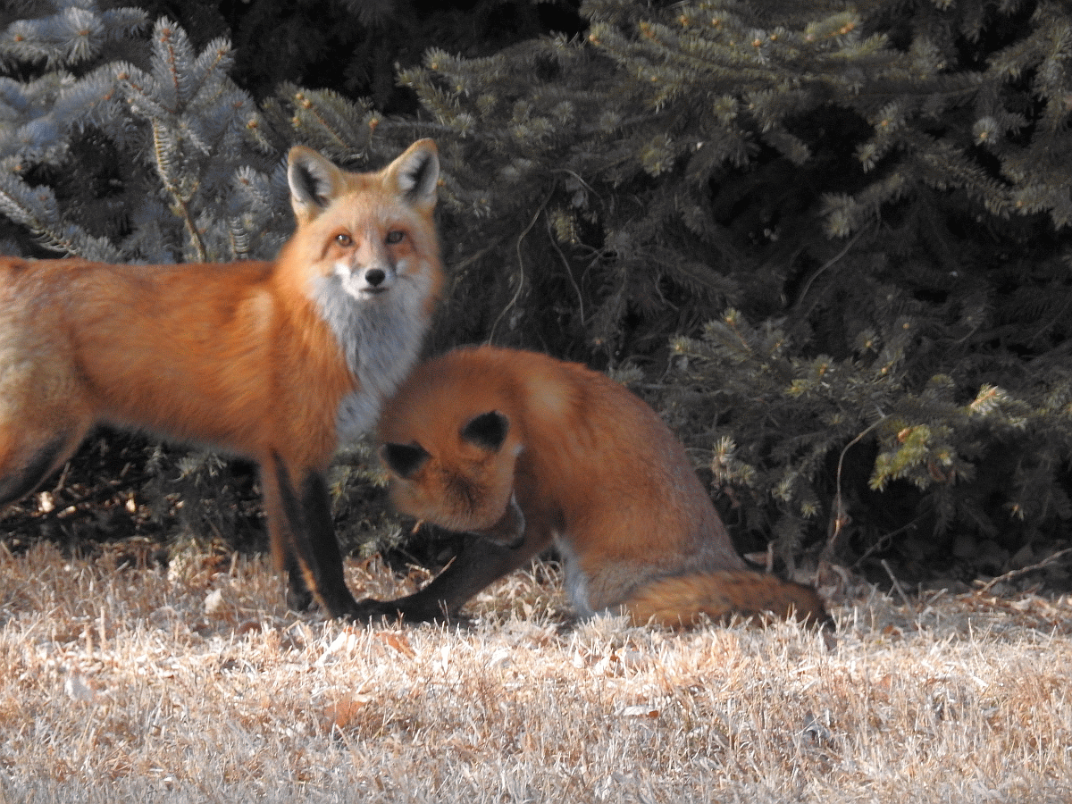 foxes2 02062018.gif