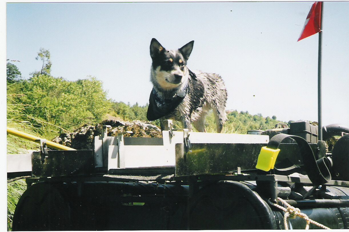 dredge dog.jpg