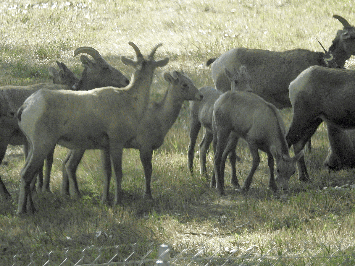 bighornsheep1 09262019.gif