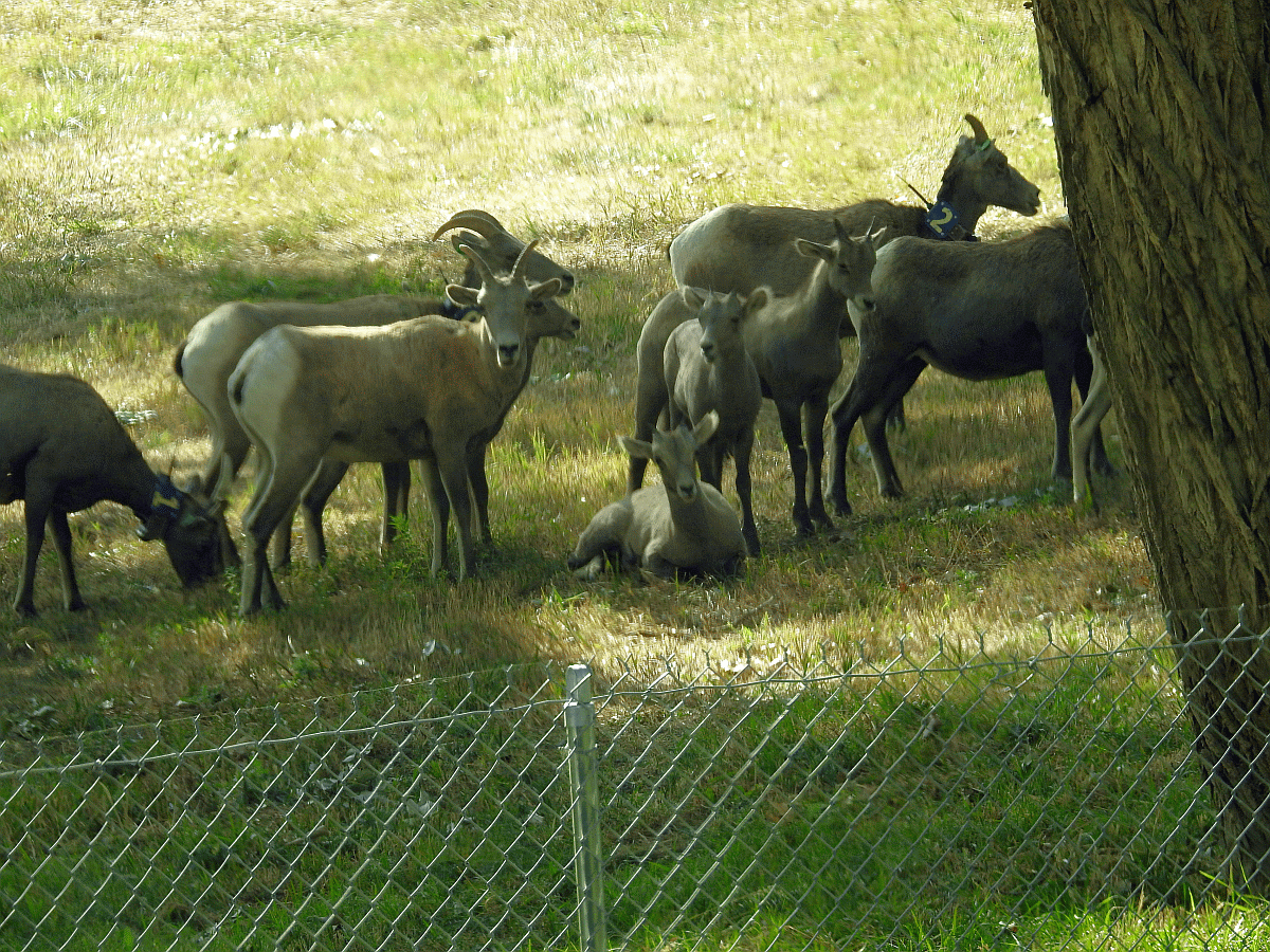 bighornsheep2 09262019.gif