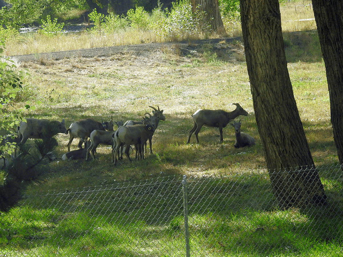 bighornsheep3 09262019.gif