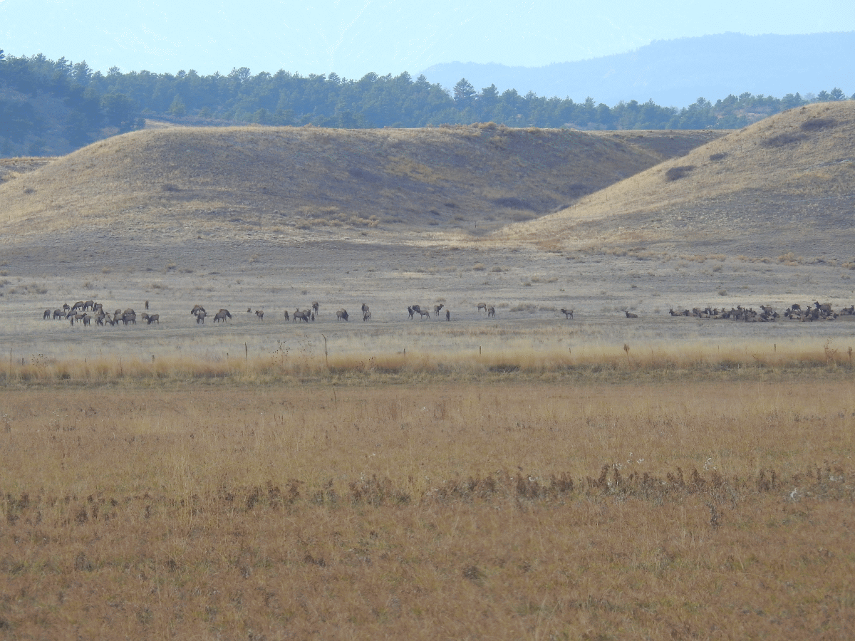elk2 1115 2019.gif