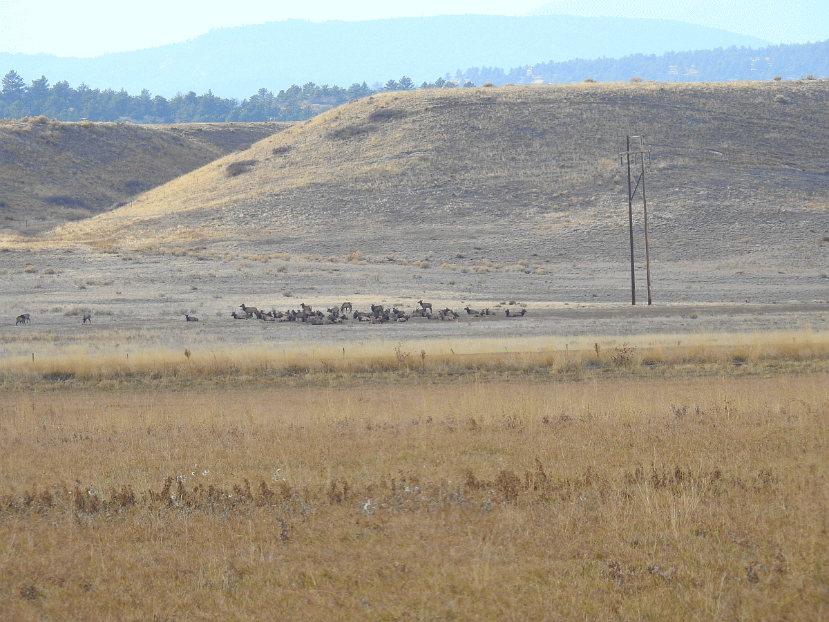 elk3 1115 2019.gif
