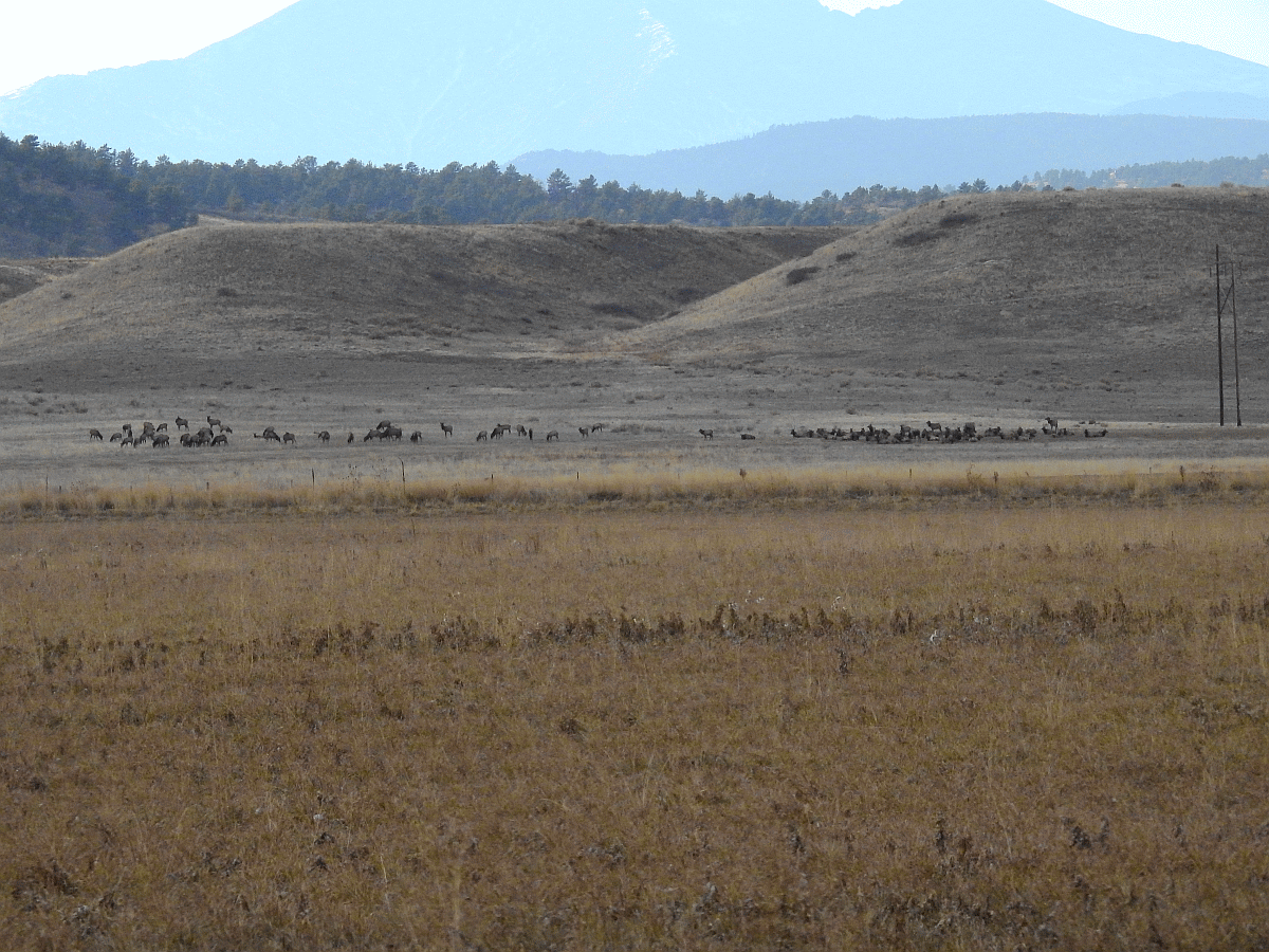elk1 1115 2019.gif