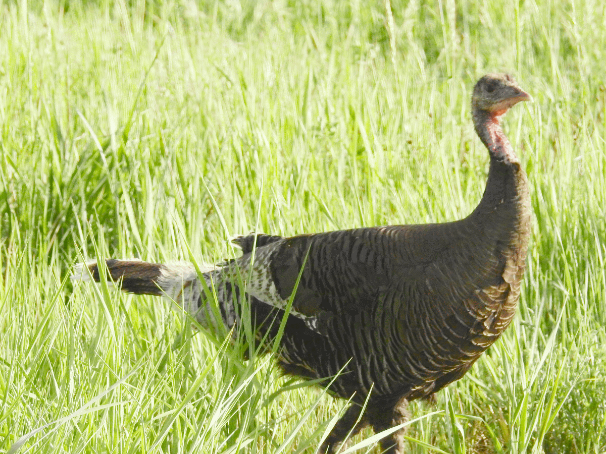 turkey1 06132017.gif