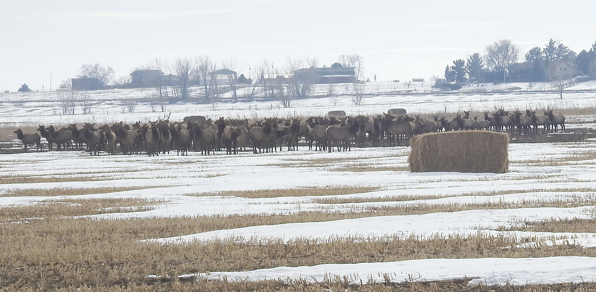 elk1 12112019.gif