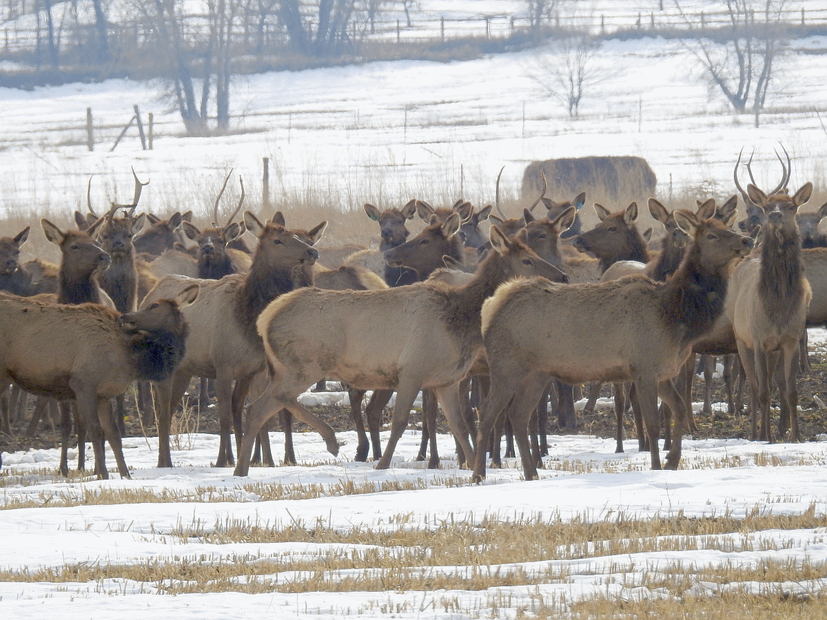 elk2 12112019.gif