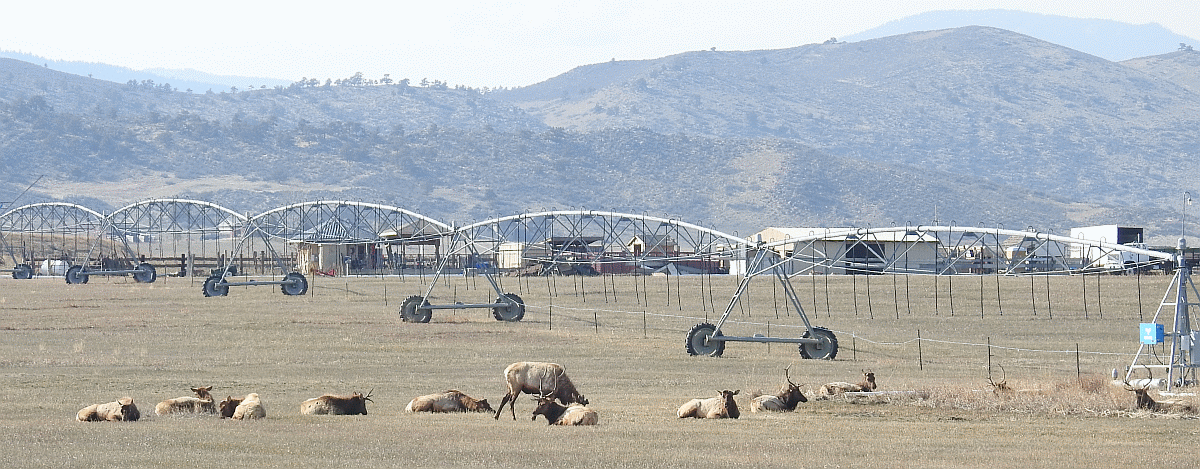 elk1 03162020.gif
