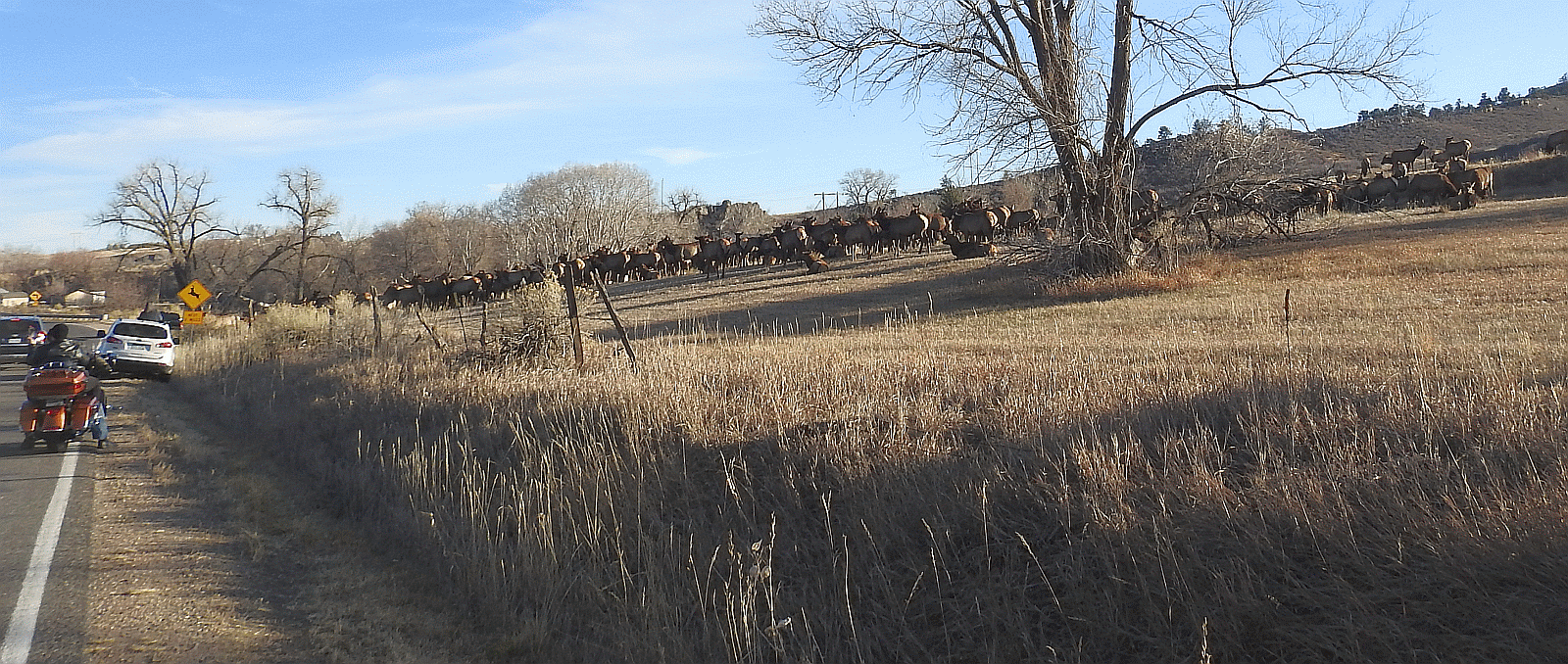 elk4 12082020.gif