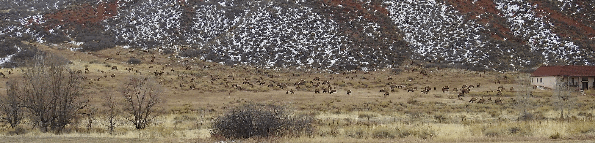 elk1 02012021.gif