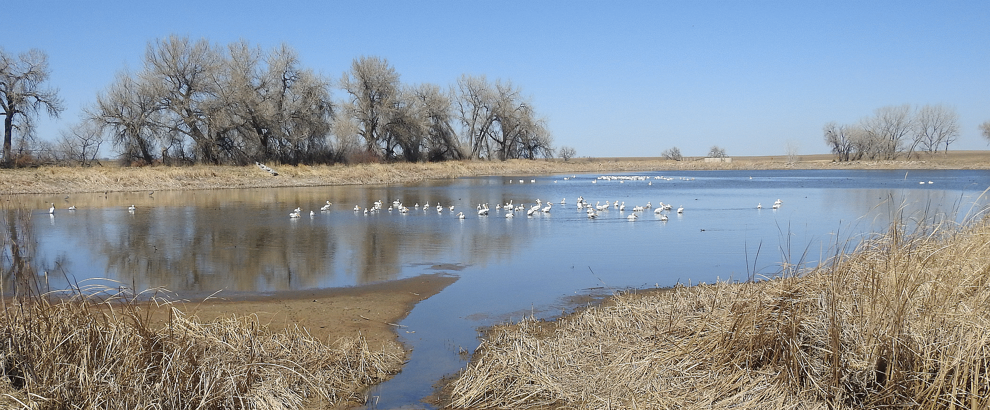 pelicans040922.gif