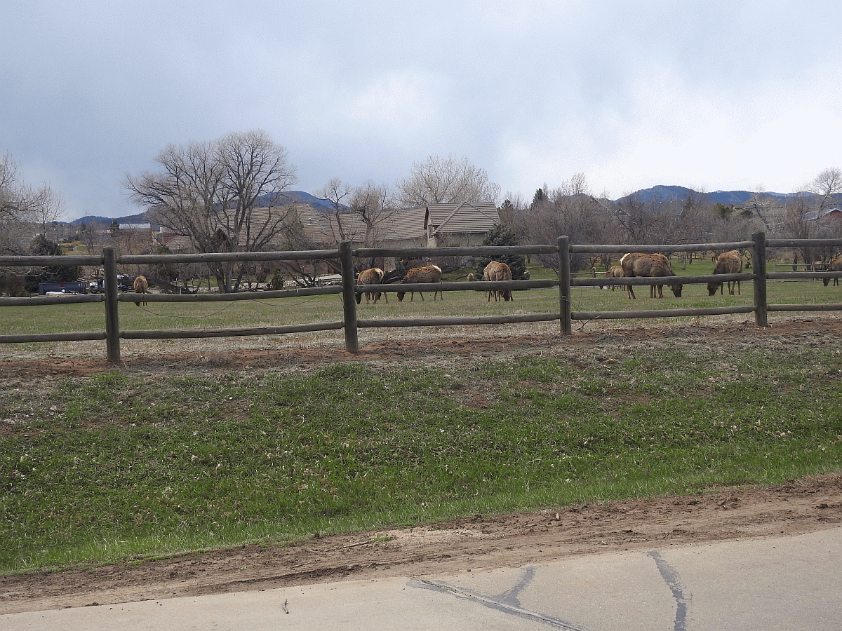 elk2 04142022.gif