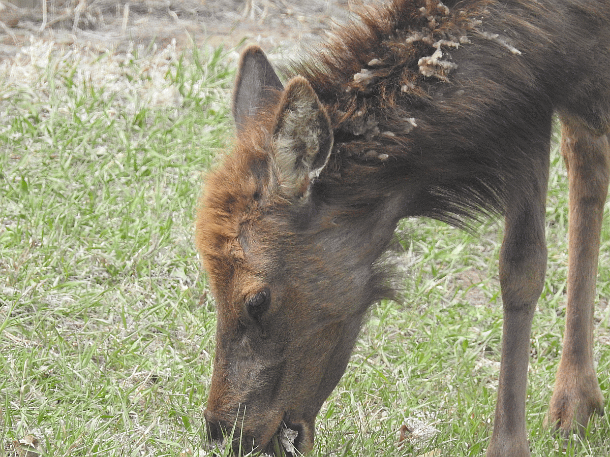 elk3 04142022.gif