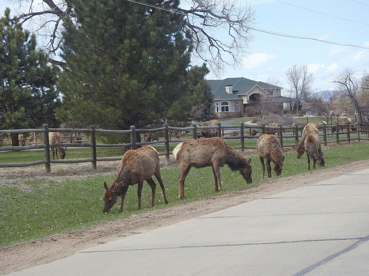 elk4 04142022.gif