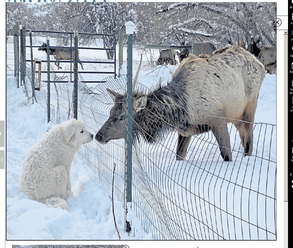 elk kiss.gif