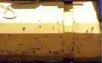 tcaddis.jpg (1463 bytes)
